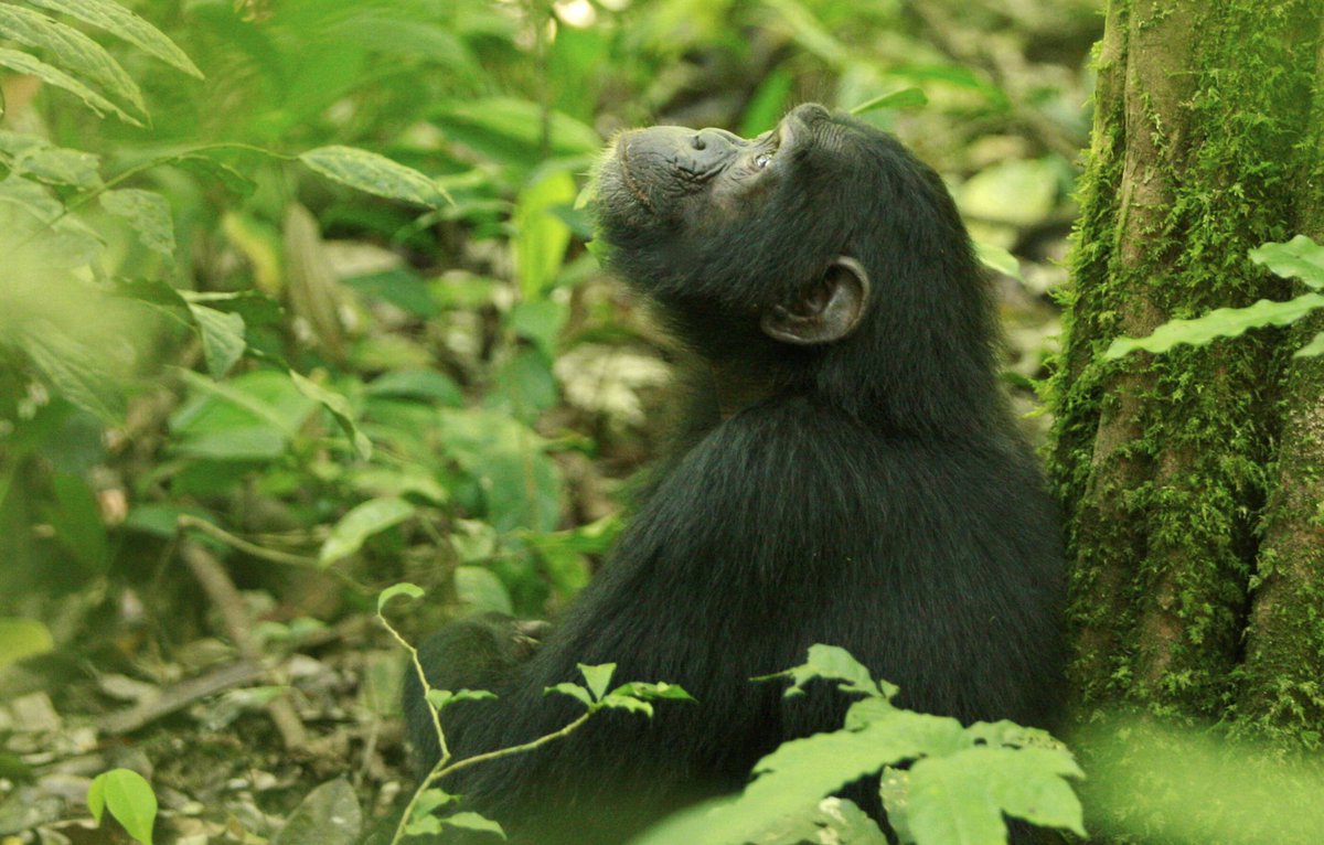 bwingdp's tweet image. Just thinking about life today just like this chimp in the Bwindi Impenetrable Forest in Uganda. #havecamerawilltravel