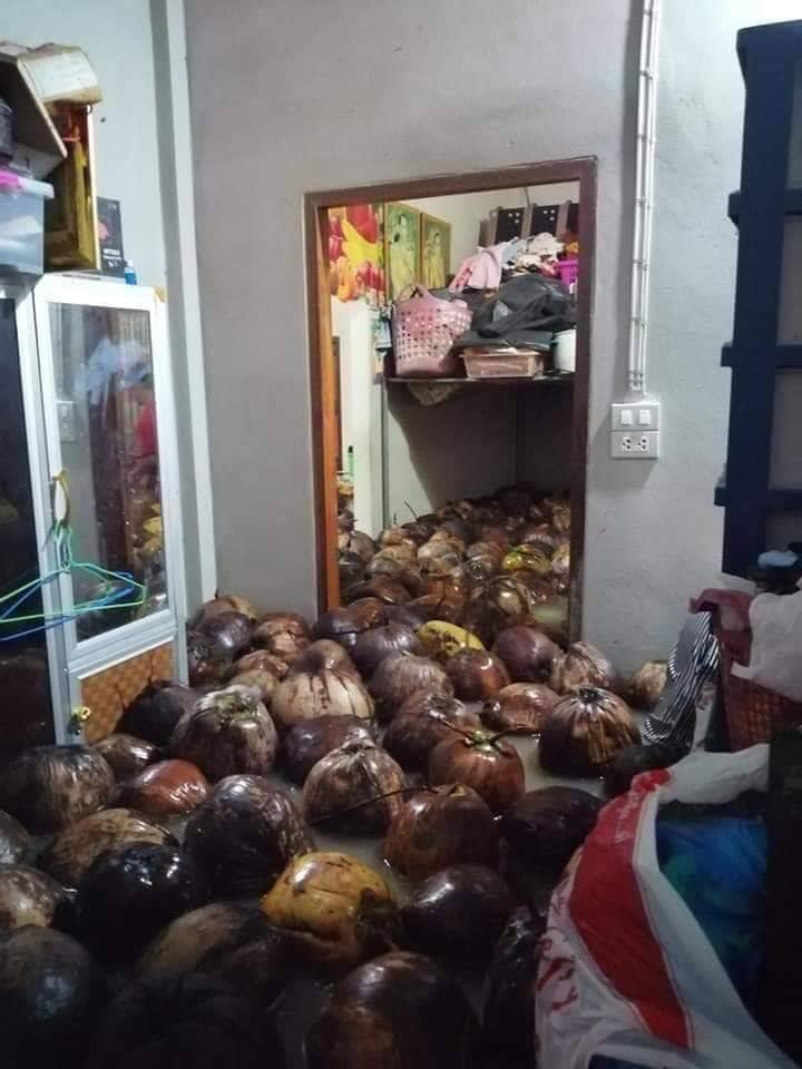 Nut_HS6OKJ's tweet image. น้ำท่วม อ.บางสะพาน..#พามะพร้าวมาตามสาบน้ำด้วย  ลอยเต็มบ้าน