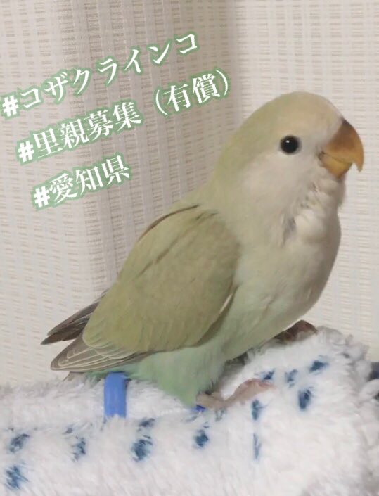 Honokuni すみれ ご予約承り中 この子は呼べば 顔に飛んでくる アメリカンシナモン コザクラインコ Birdfarm穂の国 T Co Lsiqjop25c Twitter Honokuni すみれ ご予約承り中 この子は呼べば 顔に飛んでくる アメリカンシナモン コザクラインコ Birdfarm穂の国 T Co Lsiqjop25c Twitter