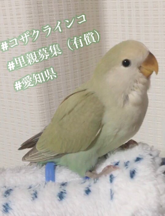 すみれ Honokuni ご予約承り中 A Twitter この子は呼べば 顔に飛んでくる アメリカンシナモン コザクラインコ Birdfarm穂の国