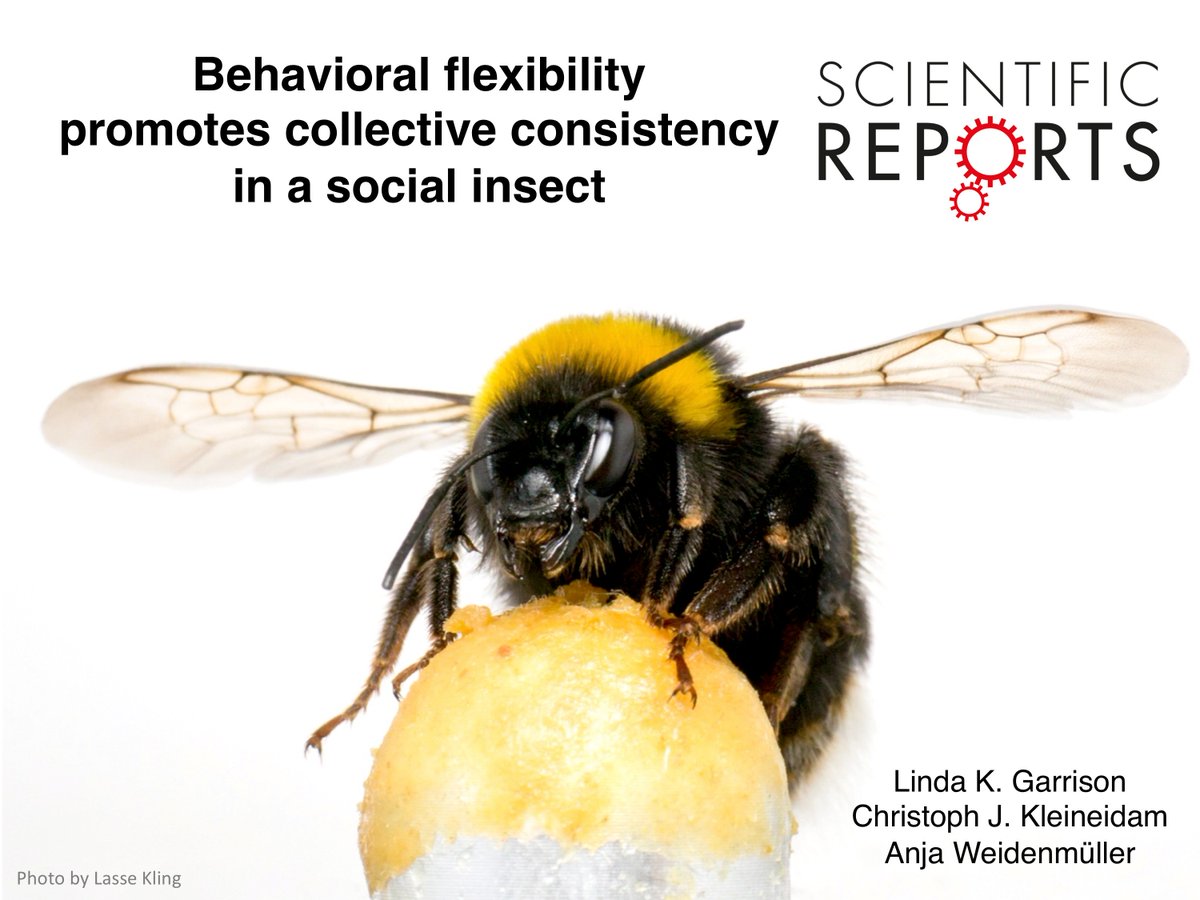 My first paper is out! We show that bumblebee colonies maintain a consistent collective thermoregulatory response pattern based on social responsiveness and behavioral flexibility at the individual level. @SciReports @unikonstanz rdcu.be/96Fb