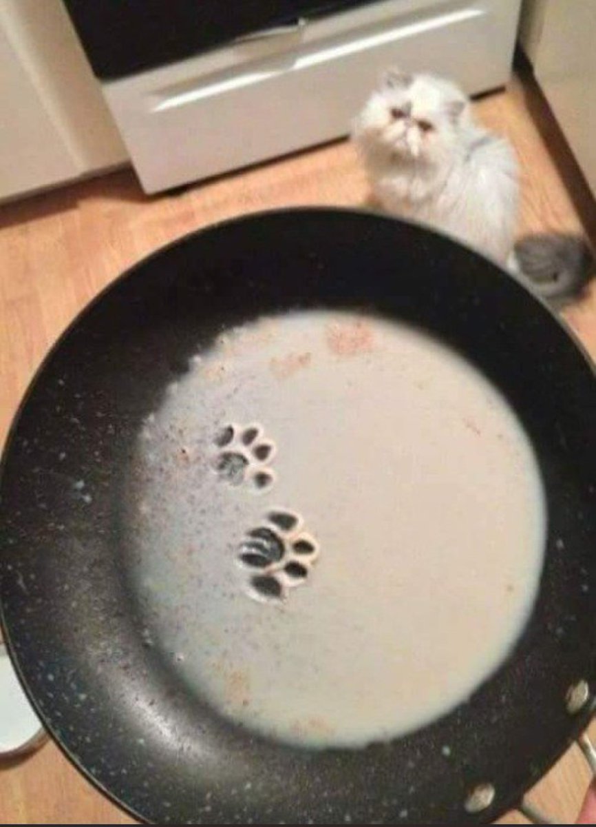 Собака съела котлету. Кот в муке. Кот в сковороде. Котенок на сковородке. Смешной кот в муке.