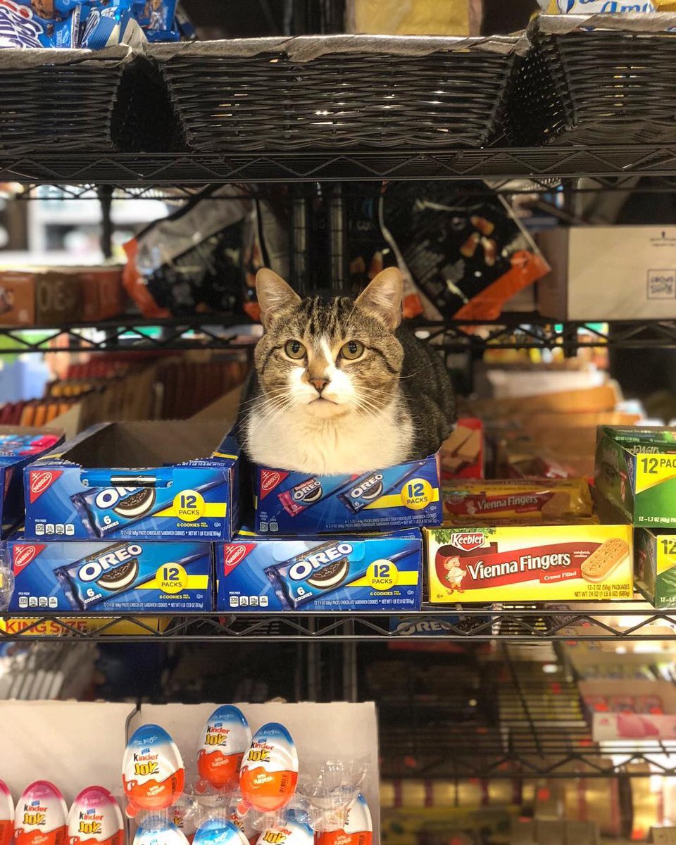 Bodegacats_'s tweet image. 