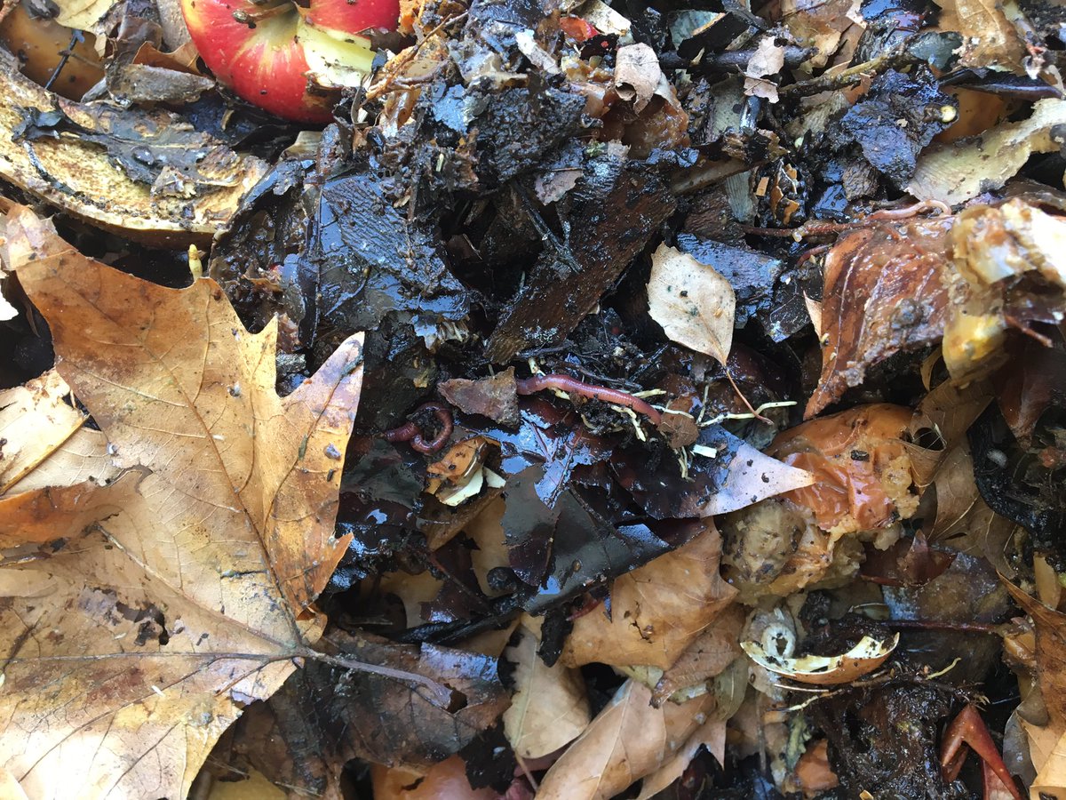 quiritcurie's tweet photo. Notre compost est sain, il est plein d’eisenia fetida ! Nous avons même du compost mûr pour nos plantations de plantes aromatiques. #PMCE3D https://t.co/ytFaWnIlRl