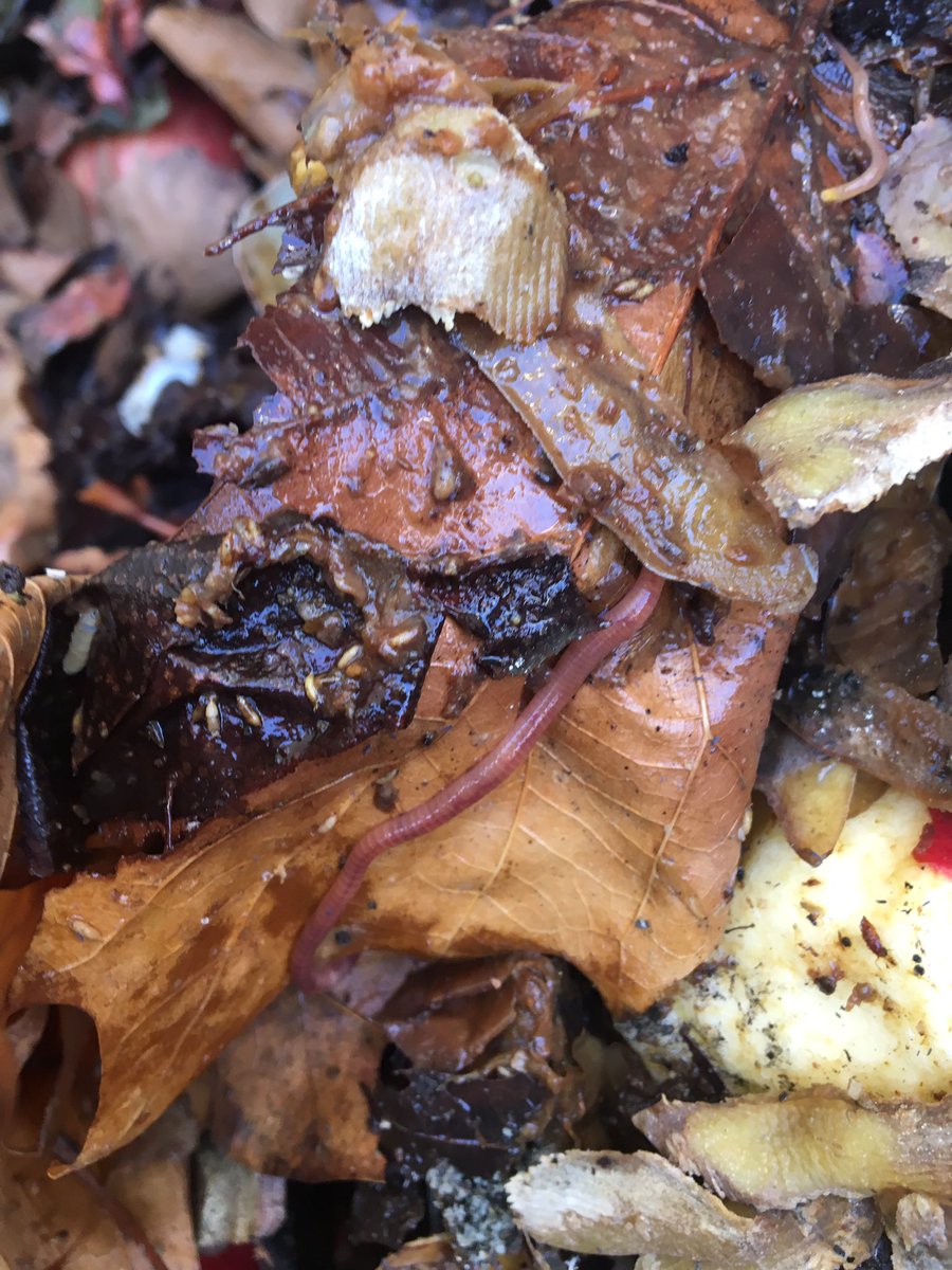 quiritcurie's tweet photo. Notre compost est sain, il est plein d’eisenia fetida ! Nous avons même du compost mûr pour nos plantations de plantes aromatiques. #PMCE3D https://t.co/ytFaWnIlRl