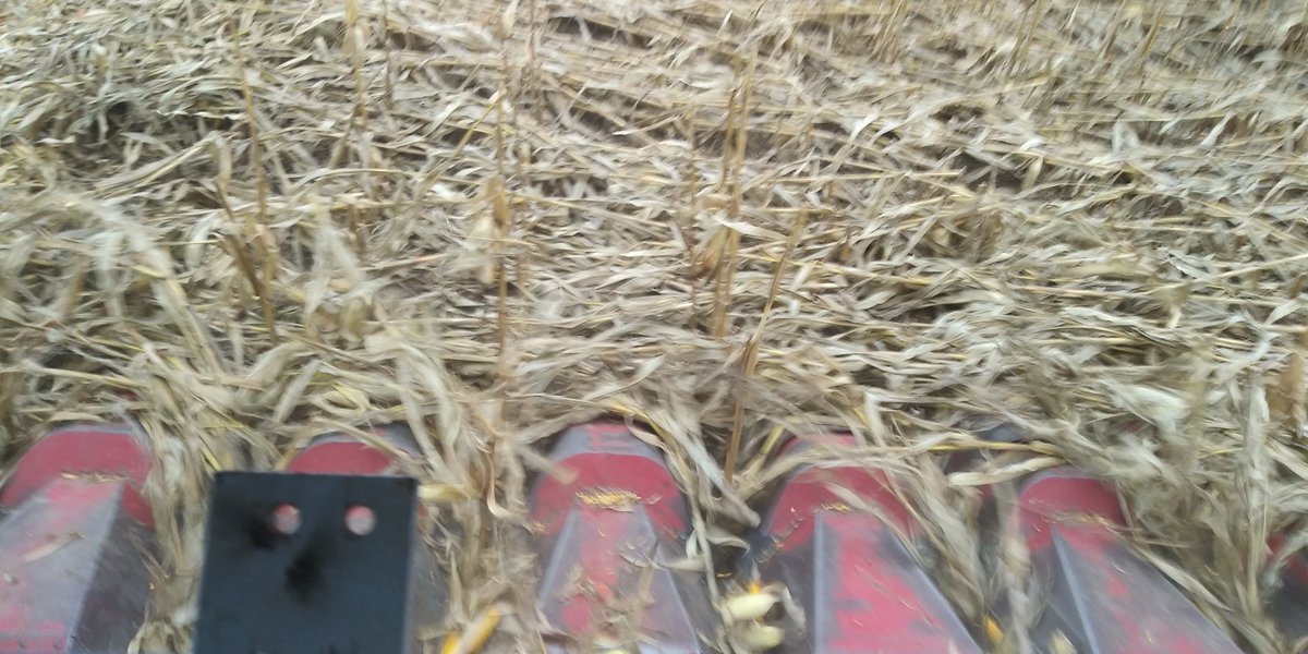 rip_vg's tweet image. THANK YOU wind, I really needed that ! Maybe blow that critter out of the tree.