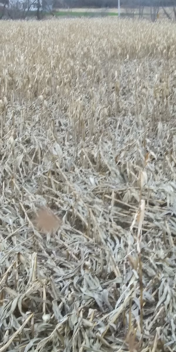 rip_vg's tweet image. THANK YOU wind, I really needed that ! Maybe blow that critter out of the tree.