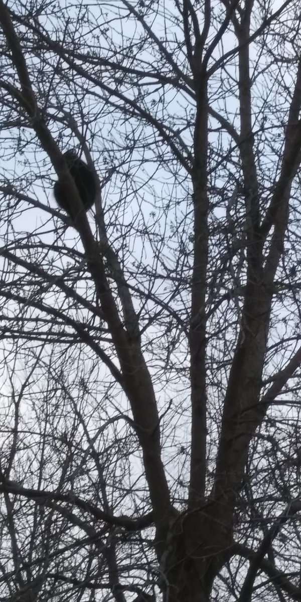 rip_vg's tweet image. THANK YOU wind, I really needed that ! Maybe blow that critter out of the tree.