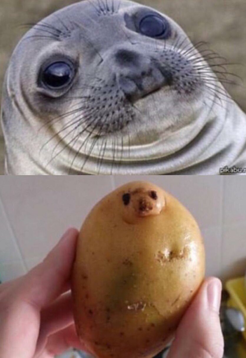 Тюлень Мем