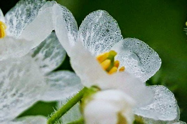 希望の花言葉 En Twitter サンカヨウ 普段は白い花びらですが 水に濡れると透明になる非常に珍しい花です 花言葉は 幸せ