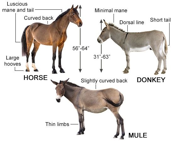 Horse vs. Mule vs. Donkey