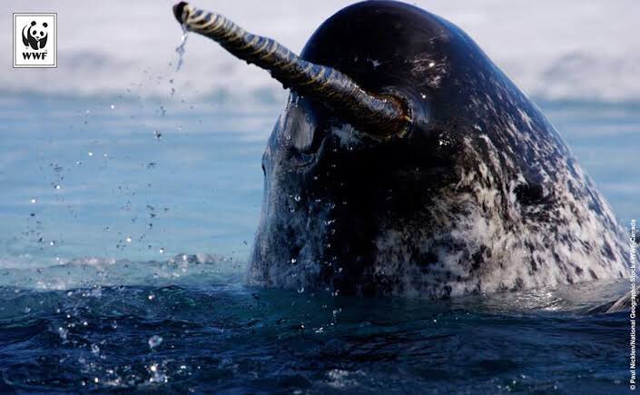 ウニコール　牙　角　輪切り　イッカク鯨歯 イッカクの牙、左の前歯が上唇を突き抜けて伸びているって。 2本目の歯