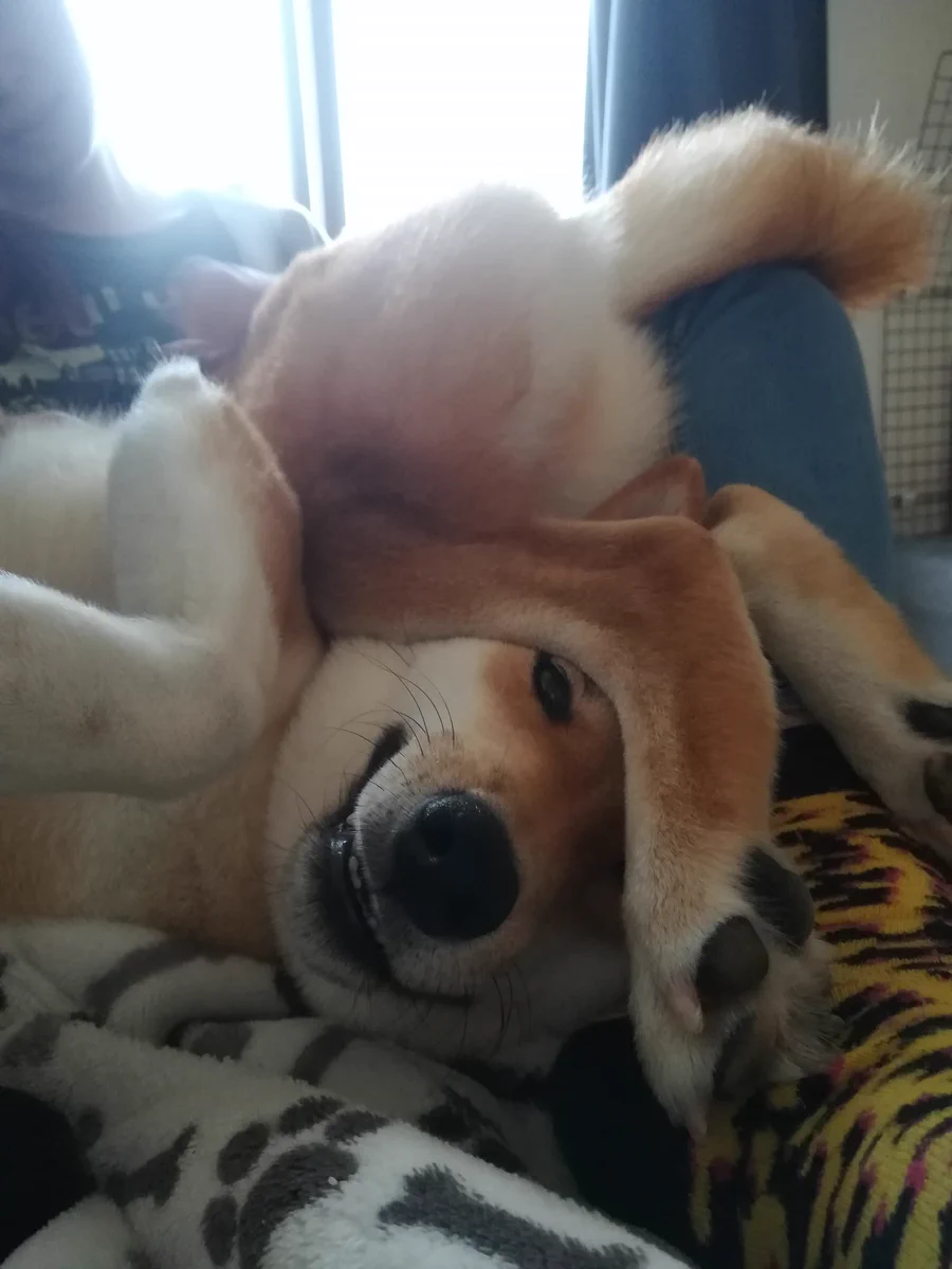 めちゃ身体が柔らかいワンちゃんwwwどうしたらこうなるの？？