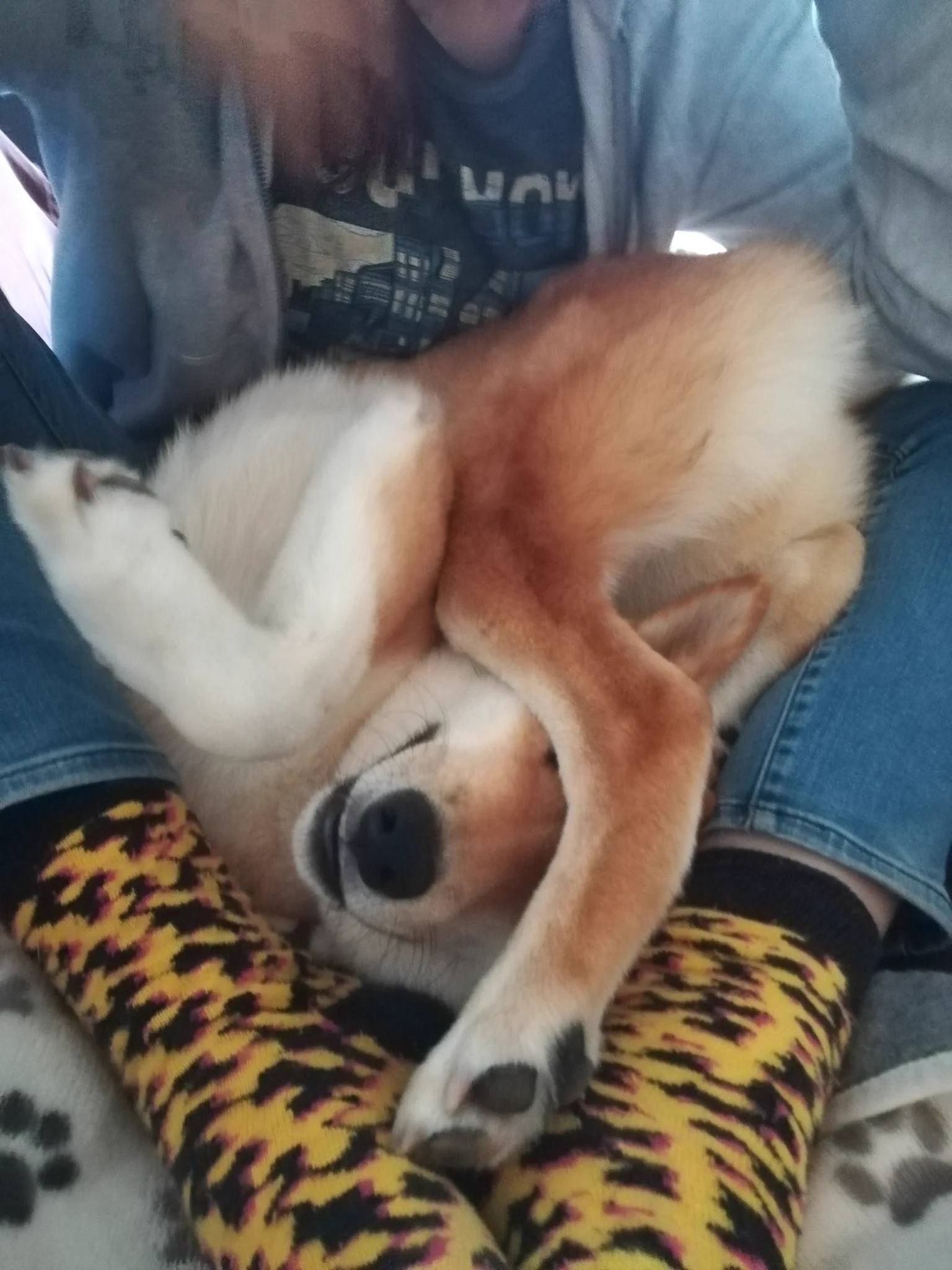 めちゃ身体が柔らかいワンちゃんwwwどうしたらこうなるの？？