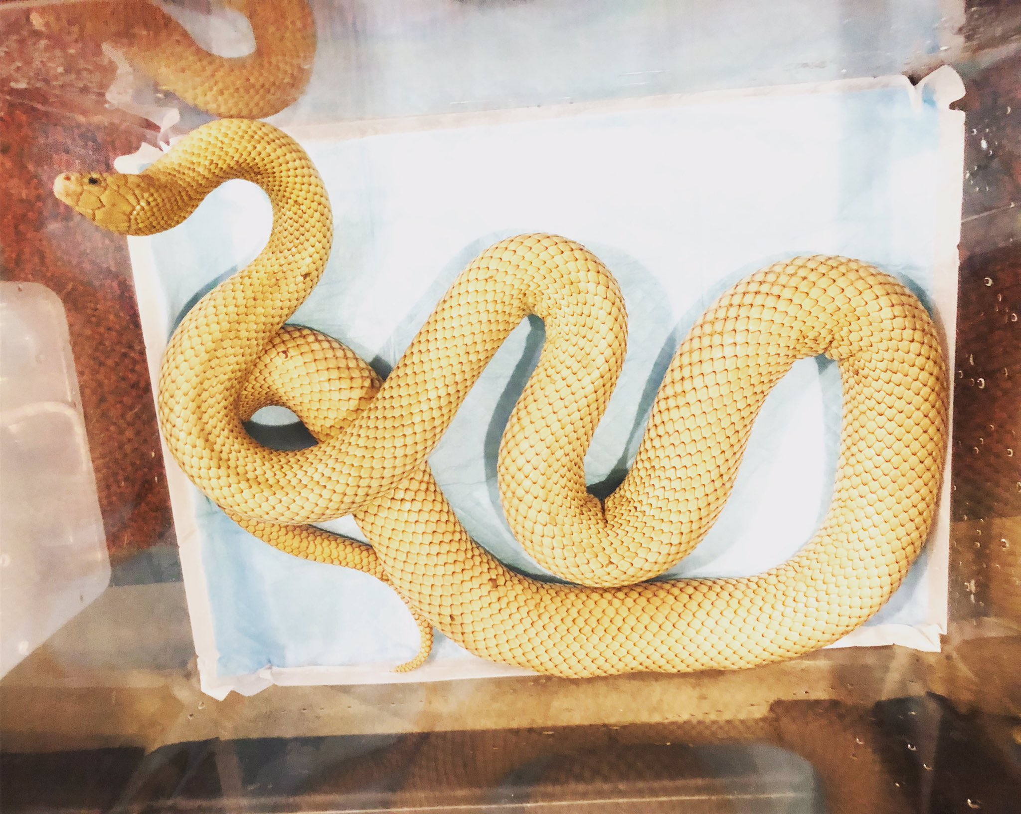 ペットbrand 買取 販売 ホテル 公式 ネットでお馴染みの金運を運んでくれる金色の蛇入荷しました 皆様拝みに来て下さいm M 金蛇 ゴールデンスネーク 金色の蛇 金運アップ 爬虫類 ペット ペットbrand ペットブランド T Co