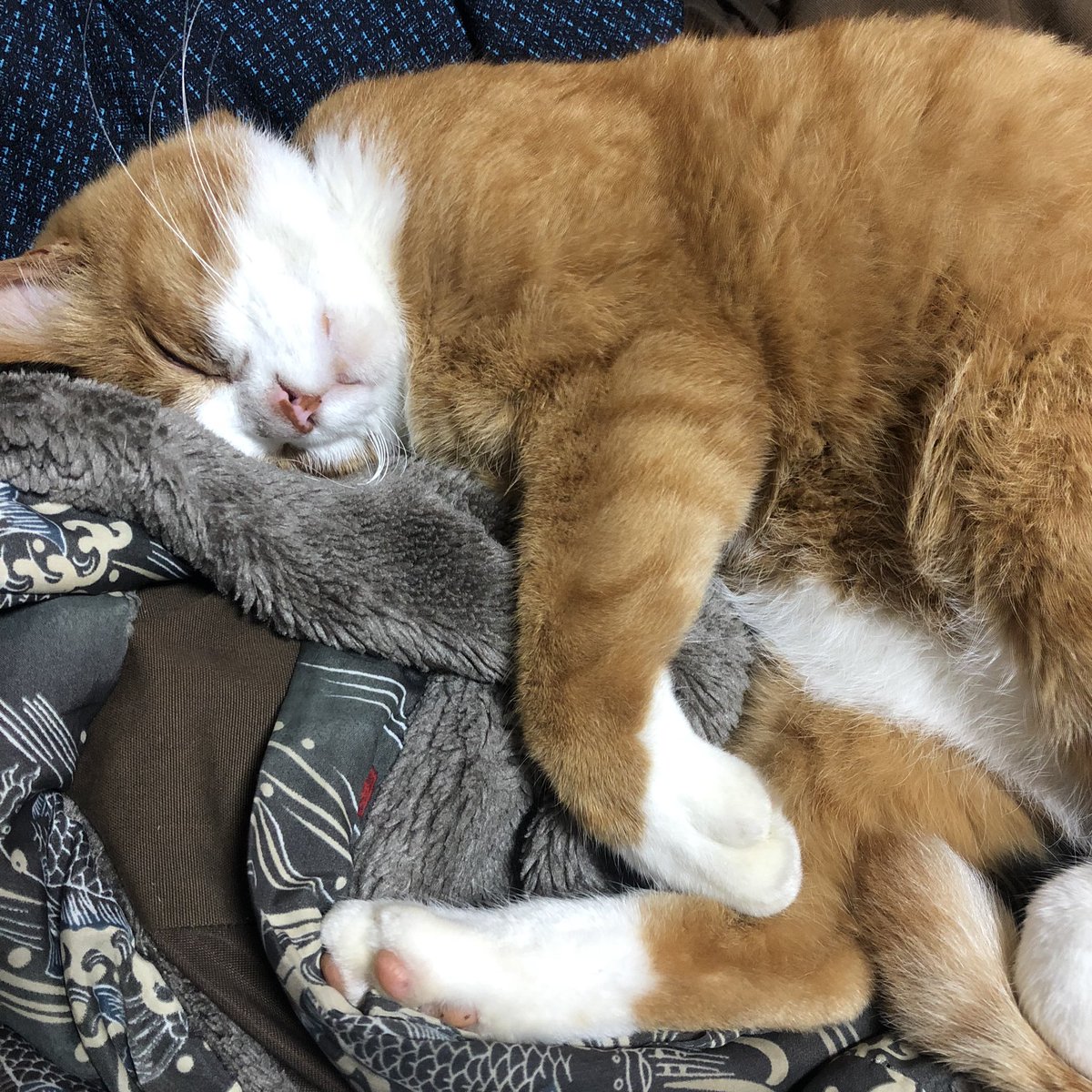 bunta_cat's tweet image. スヤスヤ