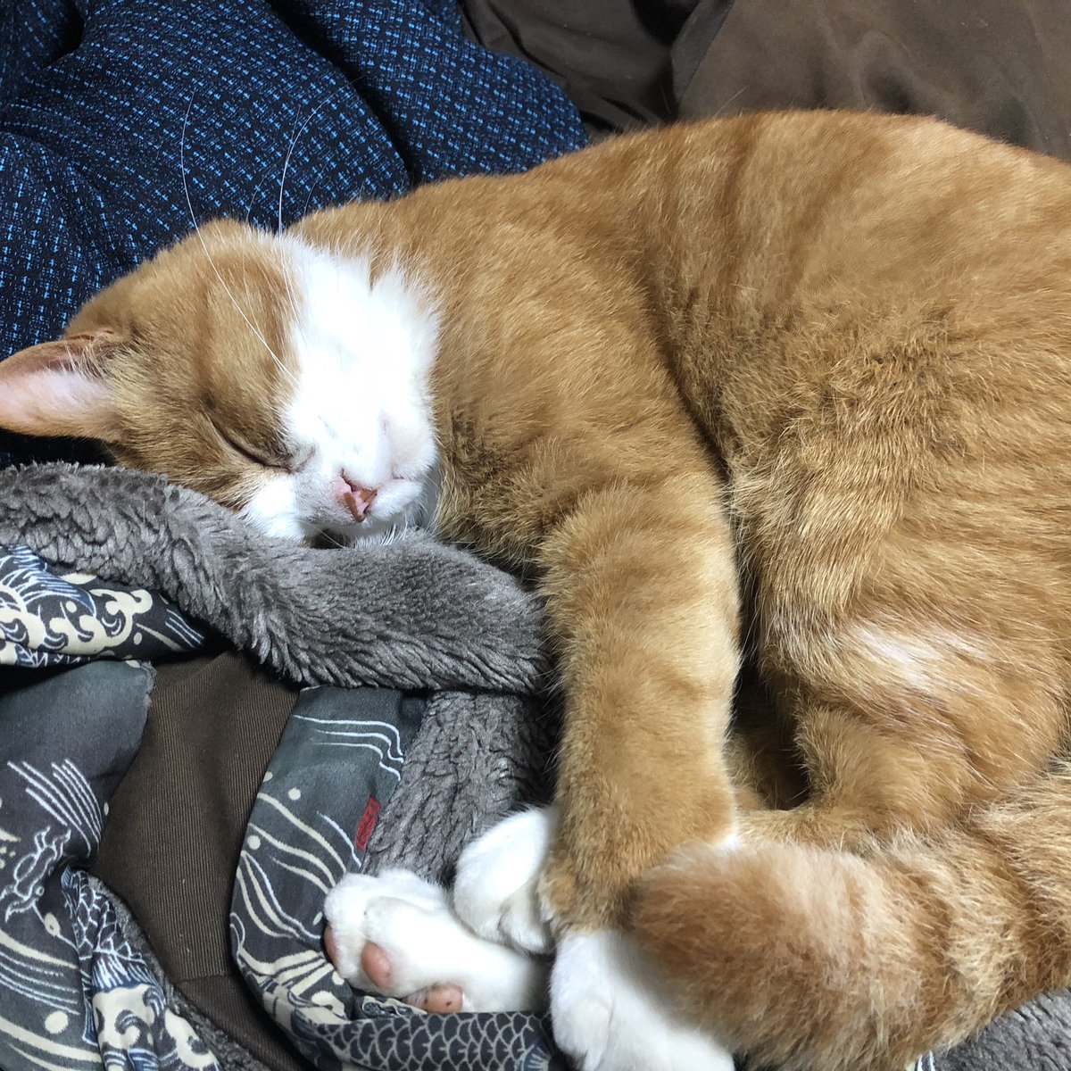 bunta_cat's tweet image. スヤスヤ