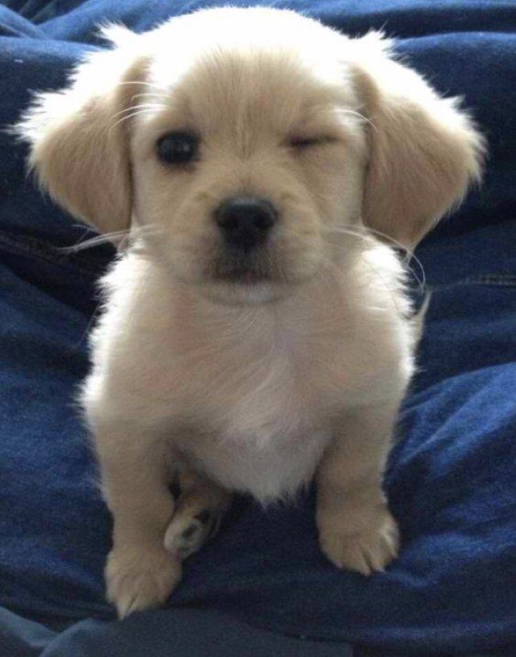 chondria_o's tweet photo. Mitochondria’s been busy giving cute puppies energy https://t.co/KYtgmAOTBo