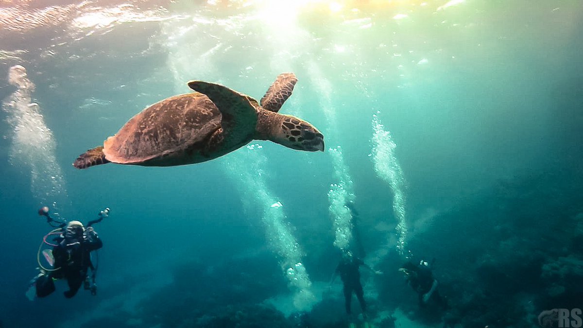 Scuba Diving on the Great Barrier Reef

#scubadiving #scuba #diving #scubapro #tauchen #padi #reef
#travel #turtle