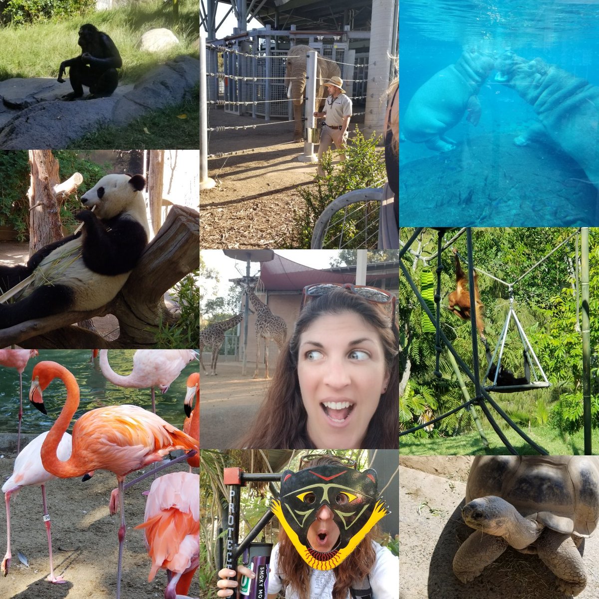 CBehrleSciGirl's tweet image. So much fun @sandiegozoo ! #NABT2018 #bionerds #conservationoptimism