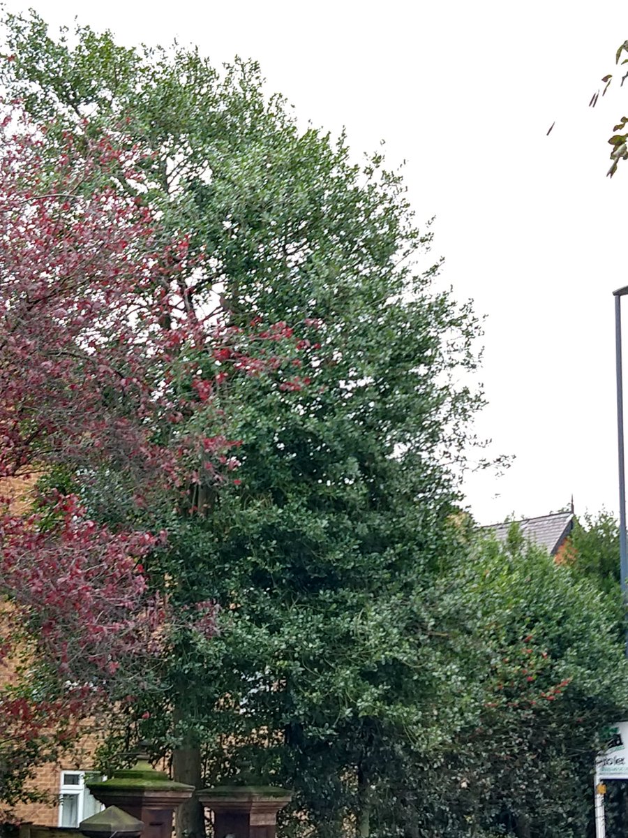 Can you spot all the colours of the traffic lights in the trees today? #GoodThingsDerby