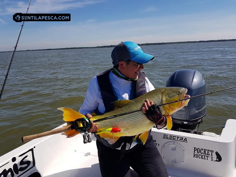 Sentilapesca's tweet photo. #ElPiquedelaSemana ALTO PARANA | En 3 jornadas de #pesca obtuvimos 10 #dorados de gran porte y tamaño los cuales fueron #devueltos a su hábitat en perfecto estado > https://t.co/NqJZRKx7Bo
#pescadeportiva #embarcada #sentilapesca #condevolucion #shimano https://t.co/FCuTQfNIPE