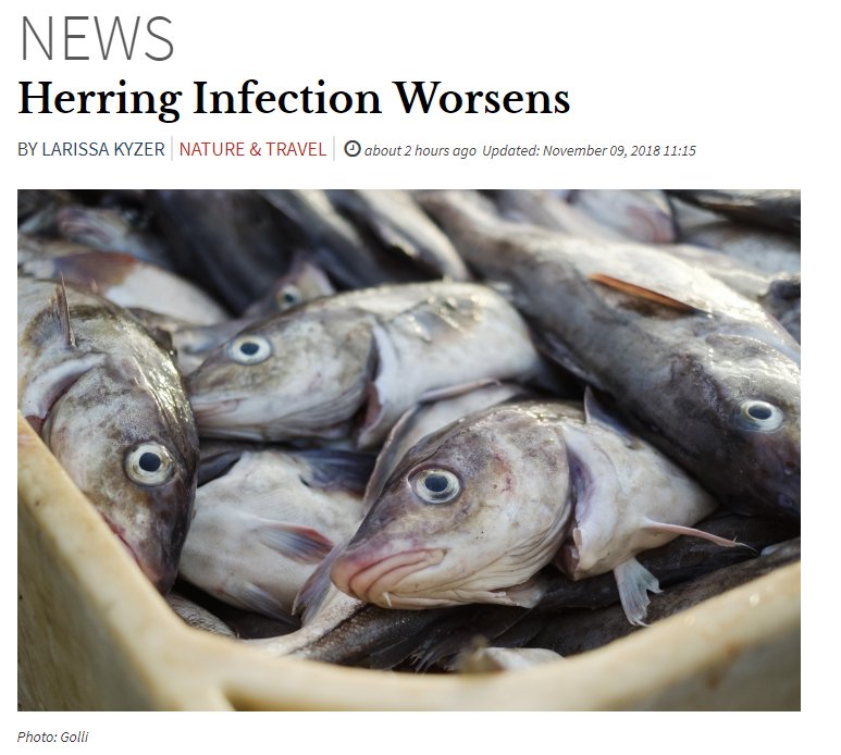 clumpusjim's tweet photo. We have a story about herring, do we have a picture of herring?
I have a picture of a completely different species #fishfail @icelandreview https://t.co/hRi6SmqqSX