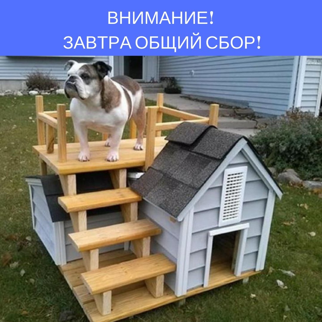 Необычные будки для собак
