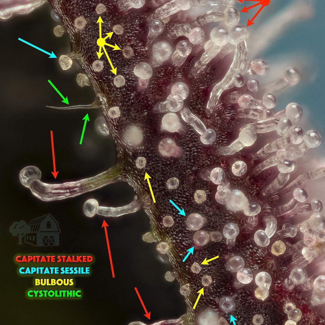 WeedMafiaClub's tweet photo. ✌️#TypesOfTrichomes #CapitateStalked #CapitateSessile #Bulbous #CystolithicHairs #TrimRun #NugRun #MacroComparison #JustObserving #OMMP #FarmhouseStudio #shwale #SpreadKnowledge #cannabiscommunity #MacroMob #HighTimes #Cannabis https://t.co/EVSlADOW21