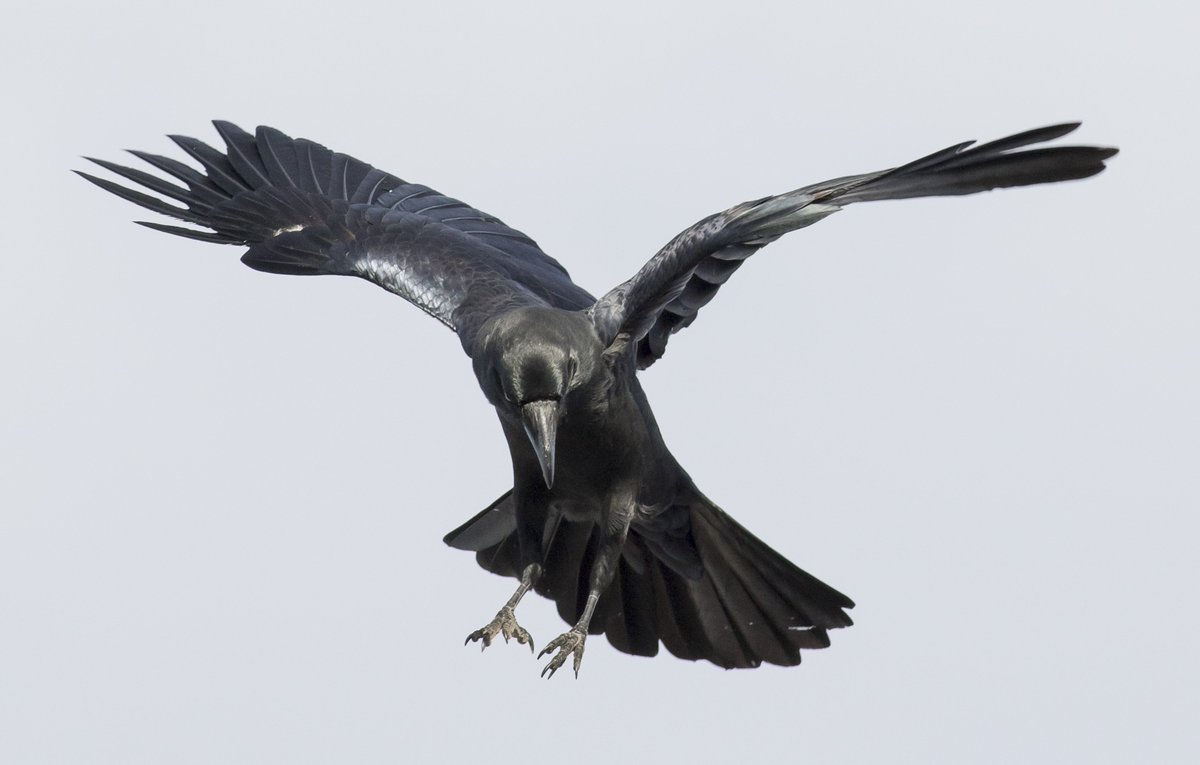 烏とか鳥とか