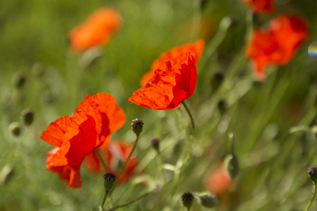 “Never in the field of human conflict was so much owed by so many to so few” – Winston Churchill #LestWeForget