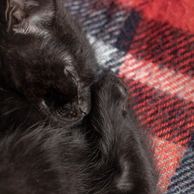 Sometimes when I’m stressed, the very best thing I can do is watch our sleeping kitten for a few minutes…
☺️
.
.
.
.
.
.
#petphotography 
#lovely_squares_1 #weeklyfluff #ourclickdays #CLpets #cutepetclub #meowbox
#pets_perfection #cat_features #catso… ift.tt/2QxDL3I