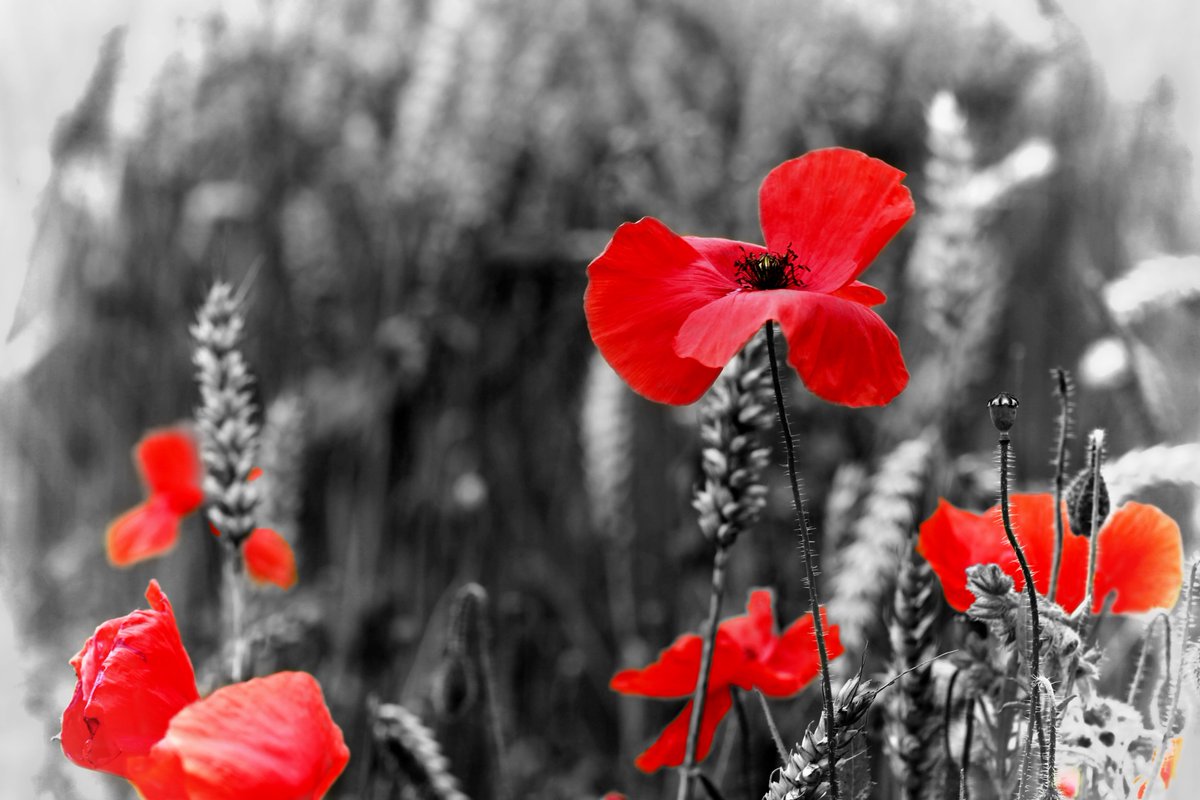 This Sunday marks 100 years since the Armistice was signed in Nov 1918, bringing an end to the First World War. This year both Armistice Day &amp; Remembrance Sunday fall on the same day. Let's honour all those who served &amp; lost their lives in #WWI #RememberanceDay2018 <a href="/PoppyLegion/">Royal British Legion</a>