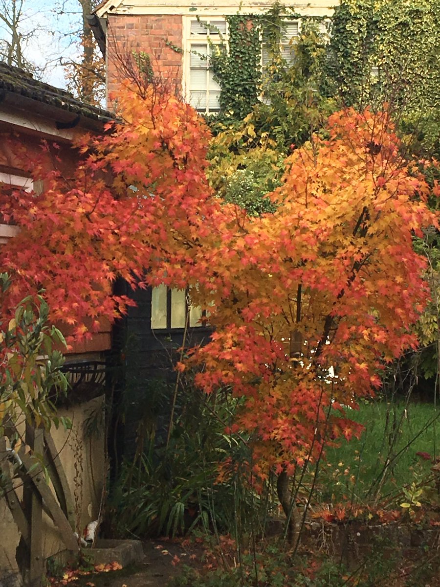 lisasthinks's tweet image. Autumn surely is the most painterly of seasons.