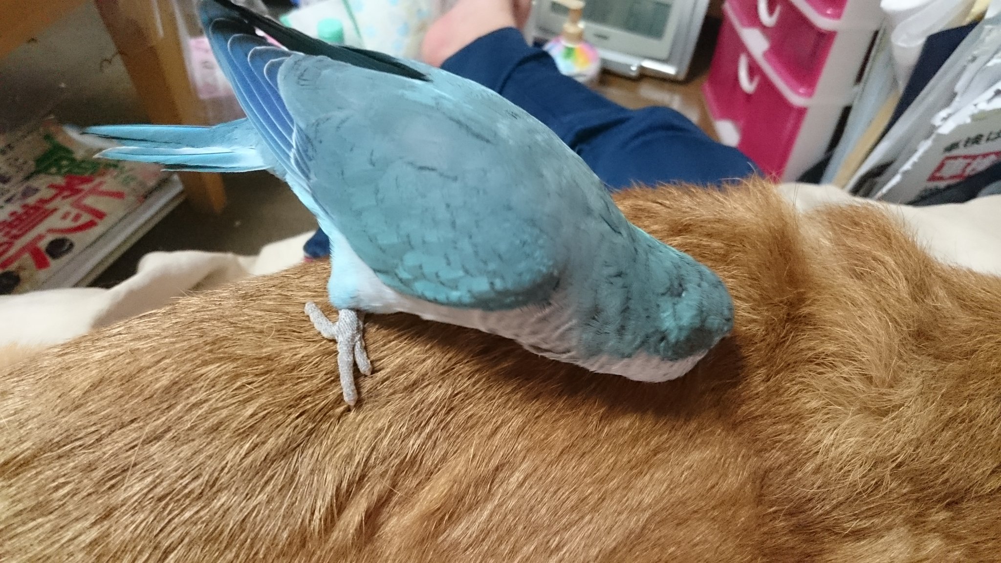 インコと犬 Twitter Search Twitter