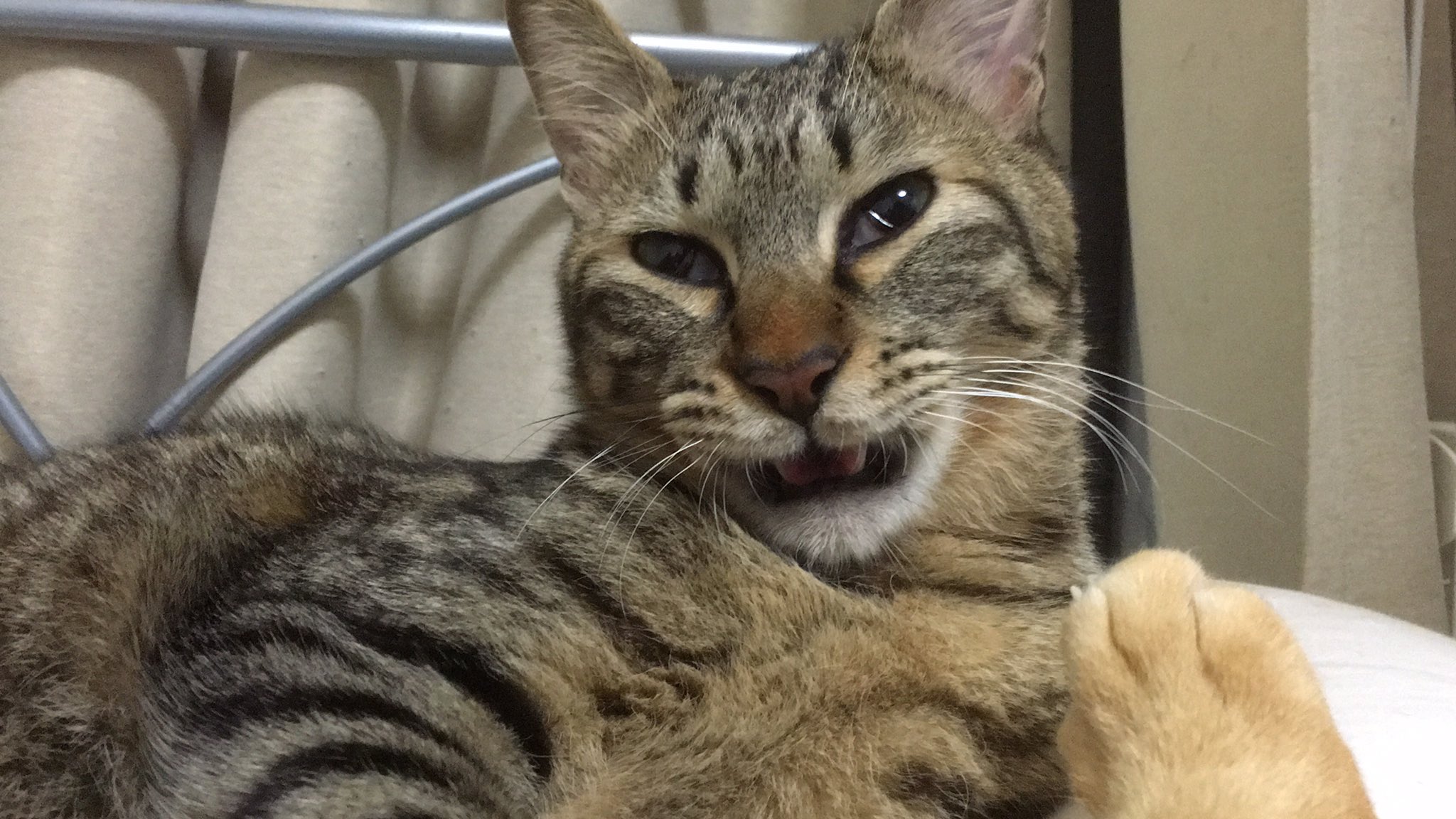 O Xrhsths ねこかます Sto Twitter ナイスフレーメン ノーフレーメンでフィニッシュです 猫が匂いを嗅いだ時に見せる フレーメン反応をしてる時に掛ける言葉だが当アカウント関連以外で見た事ない なお ノーフレーメン は匂いを嗅いだのにフレーメンしない