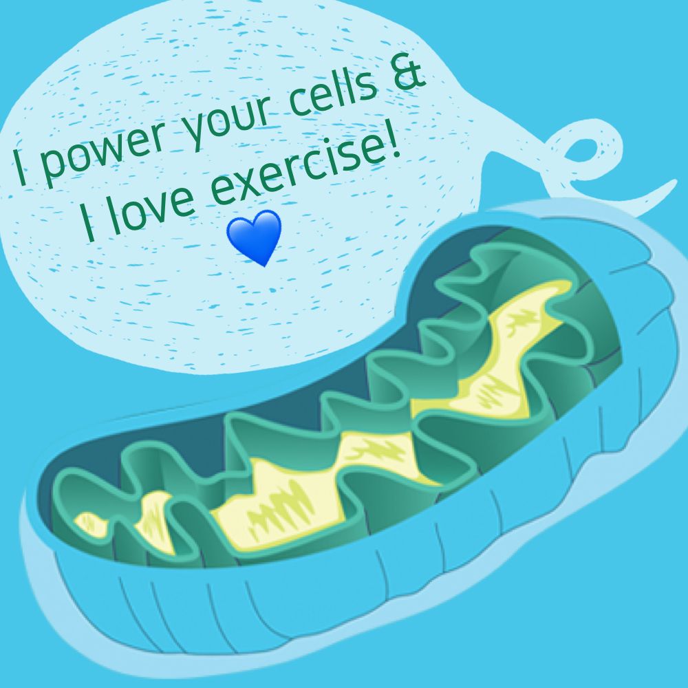 DrKristieLeong's tweet image. Damage &amp;amp; death to mitochondria, the tiny energy-producing factories within cells, is linked with poor metabolic #health &amp;amp; aging. 

The good news? #Exercise that boosts your heart rate &amp;amp; keeps it up for 20 min or more can increase the number of mitochondria inside your cells.
