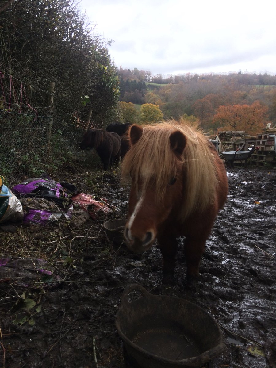 LarxGarden's tweet photo. ‘Dig a Pony’ 🎵 
Accompanied by this little fella and two of his mates during today’s hedging job. https://t.co/FpAWQdOt4k