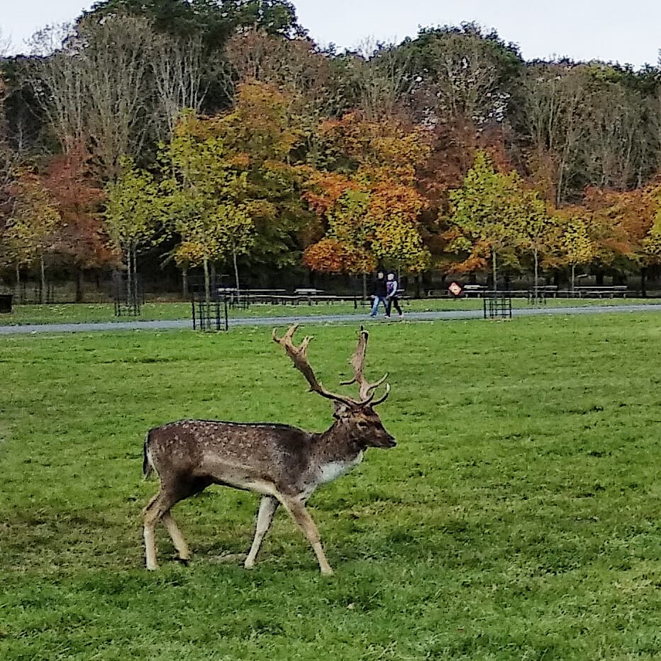 Beautiful places in Dublin to visit #Dublin #photography #landscape #StStephensGreen #BlessingtonStreetBasin #tourism #travel #PhoenixPark #Ireland #Autumn @LovinDublin @VisitDublin @PhotosOfDublin @irish_daily_ @DiscoverIreland @GoToIrelandUS