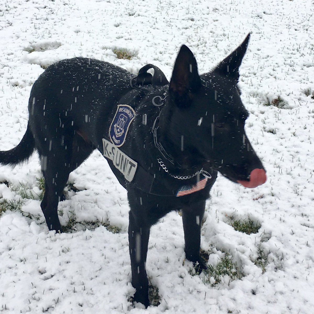 K9Shiloh's tweet photo. ❤️ catching ❄️ on my 👅 #winterfun #K9 https://t.co/gHNZIuEV51