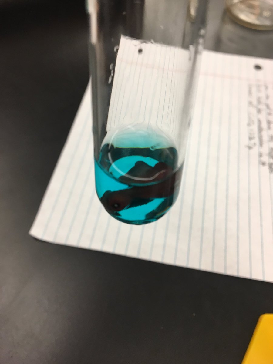 atkinswestchem's tweet image. Third day of chemical reactions lab. Gathering a gas to test and making observations to support the reactions they will write during our next unit. Cool demos coming Tuesday to wrap up the lab! @WSFCS_Science #RealTimeChem #ExpModelDemo #WeDoScienceWell