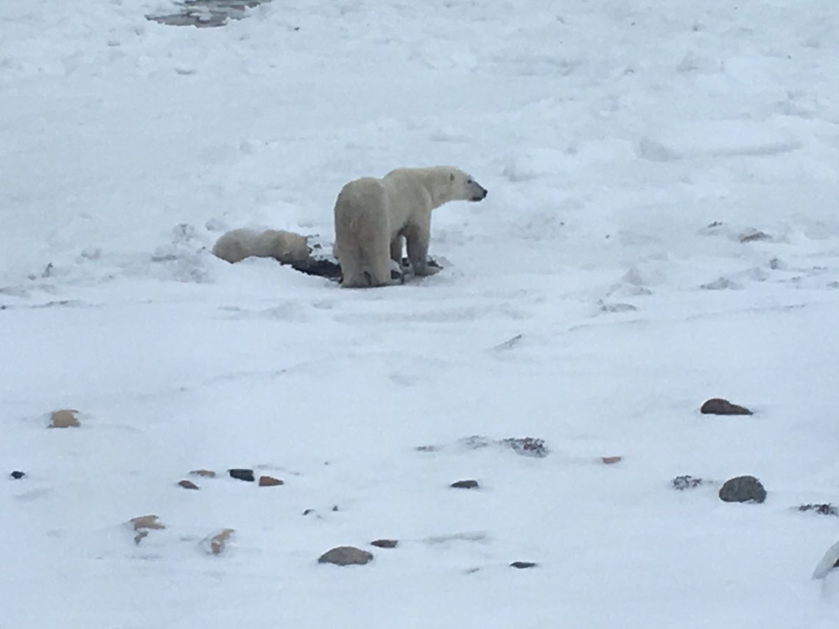Polar  bear eating kelp with cubs
