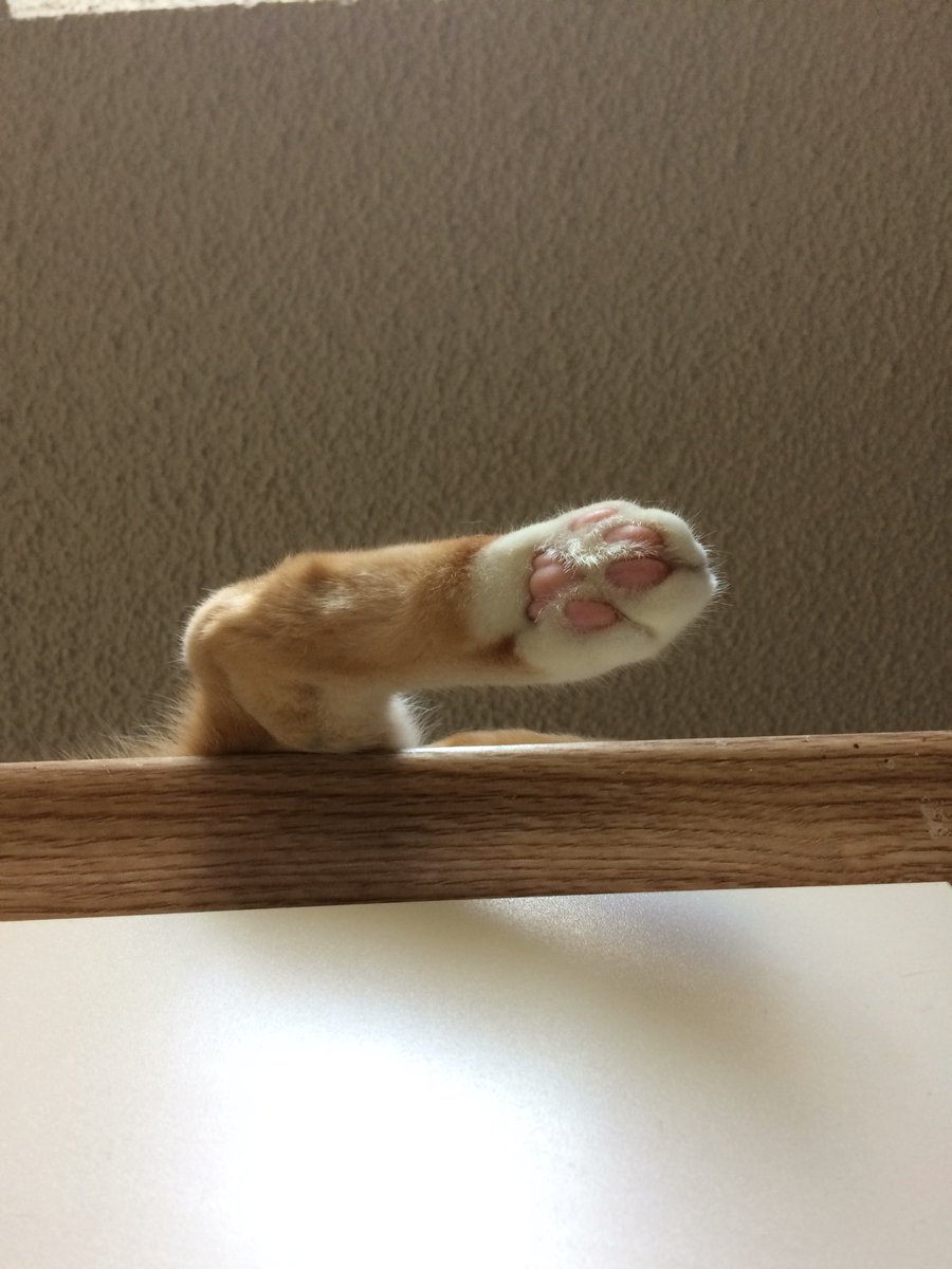 CosmicGarden2's tweet image. The sign of a happy cosy #kitty to distract from the #NoSSPTM #nodoxx drama! Everyone send yours! Let’s have an animal party! #love