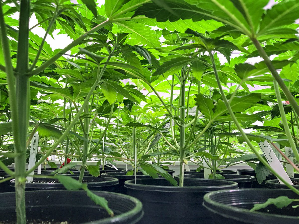 FireLeafok's tweet photo. Next week we will be announcing our OKC Metro locations, until then we be chillin at Fire Leaf Farms, taking care of the Oklahoma Grown Medical Marijuana. #okmedicalmarijuana #madeinok #okcannabis https://t.co/Fy8l0gEK7j