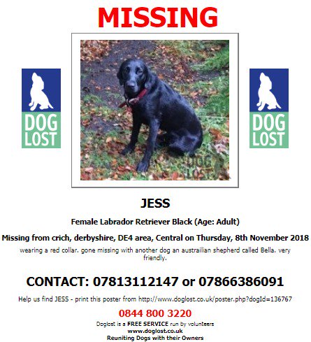 DogLostUK's tweet image. #LOST #DOG JESS
Went #Missing with BELLA
Female #LabradorRetriever 
#Crich #Derbyshire #DE4
Thursday 8th November 2018
#LostDog #ScanMe @VetsGetScanning @SAMPAuk_
doglost.co.uk/dog-blog.php?d…