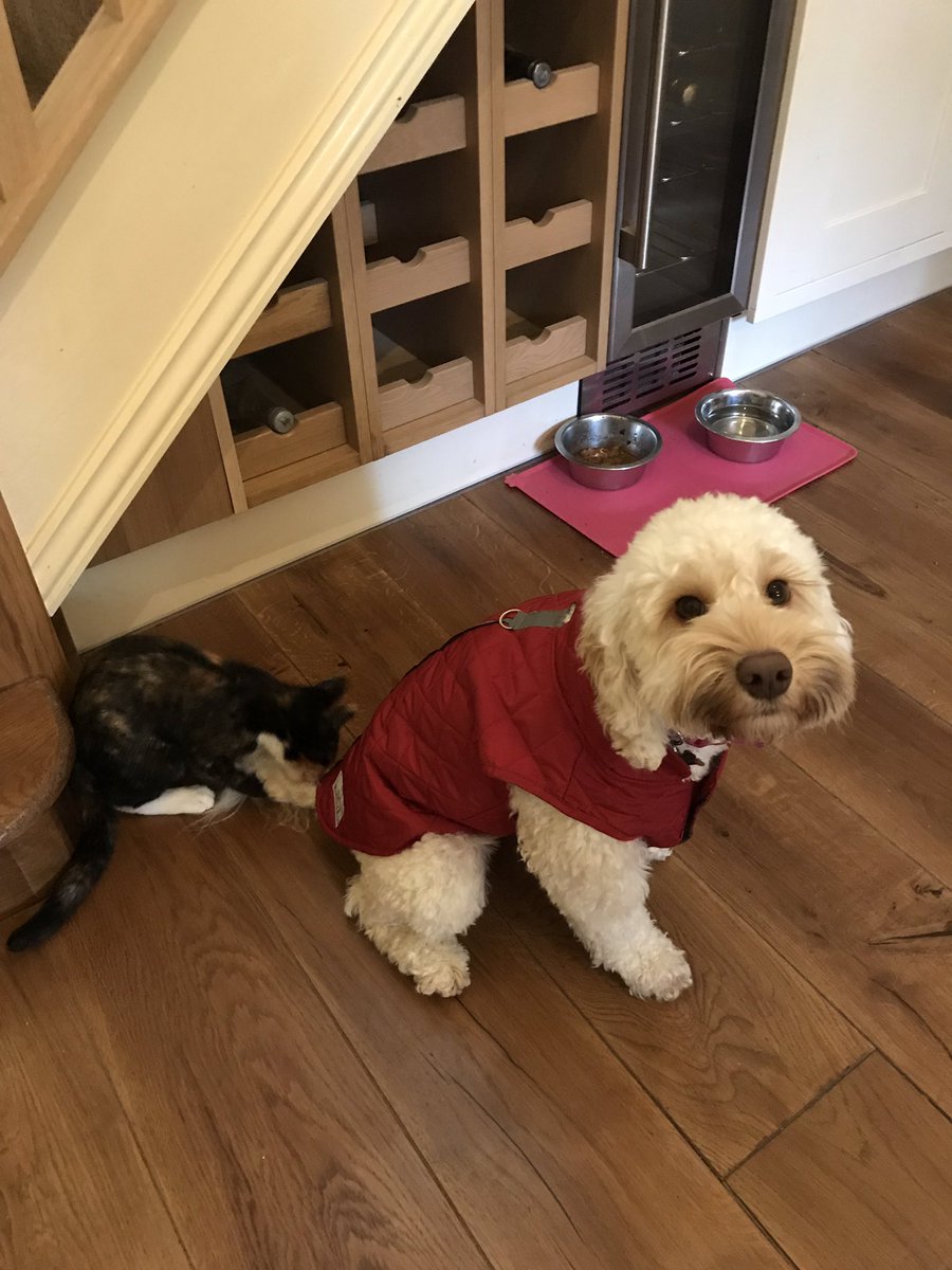 Winters here ! Bella has her new coat ,cat envy  #dogs #cockapoo