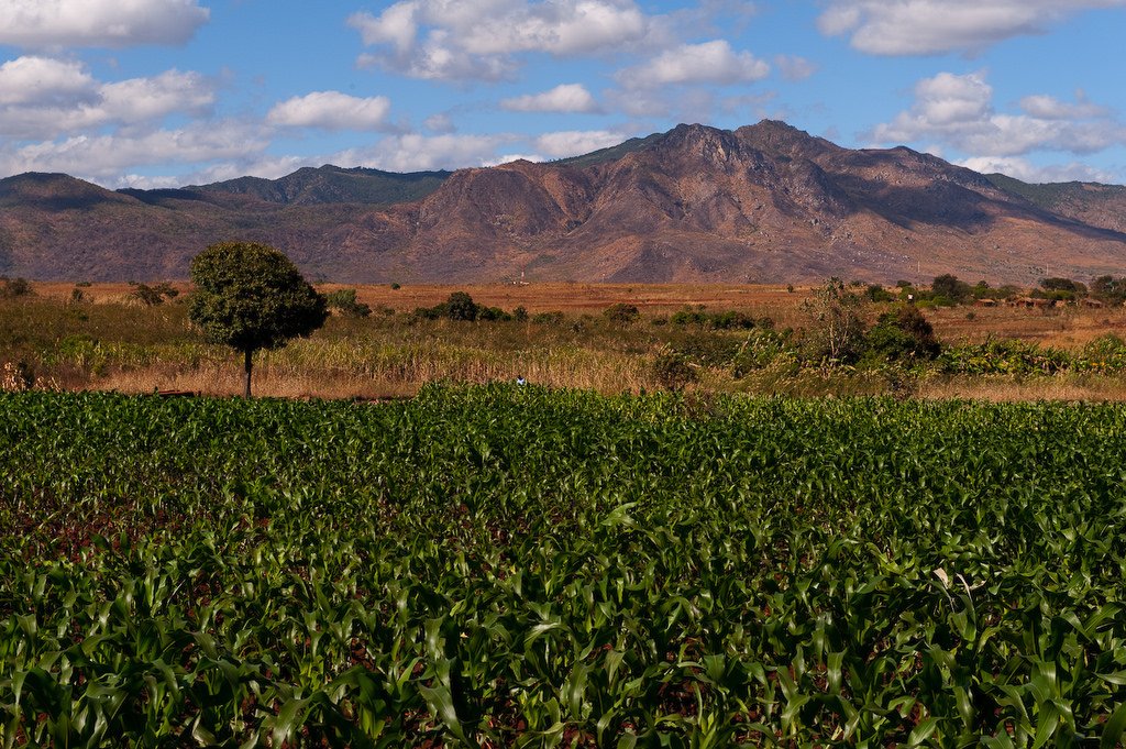 AfDB_Group's tweet image. #DidYouKnow: Africa’s agribusiness sector is predicted to reach US$1 trillion by 2030? Participants at the #AfricanInvestmentForum concluded that agribusiness will become the ‘new oil” on the continent. 👉🏿bit.ly/2PTLKL4

Do you agree?