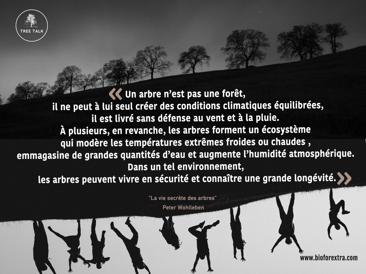 L'union fait la force  💚 #Laviesecrètedesarbres <a href="/PeterWohlleben/">Peter Wohlleben</a>