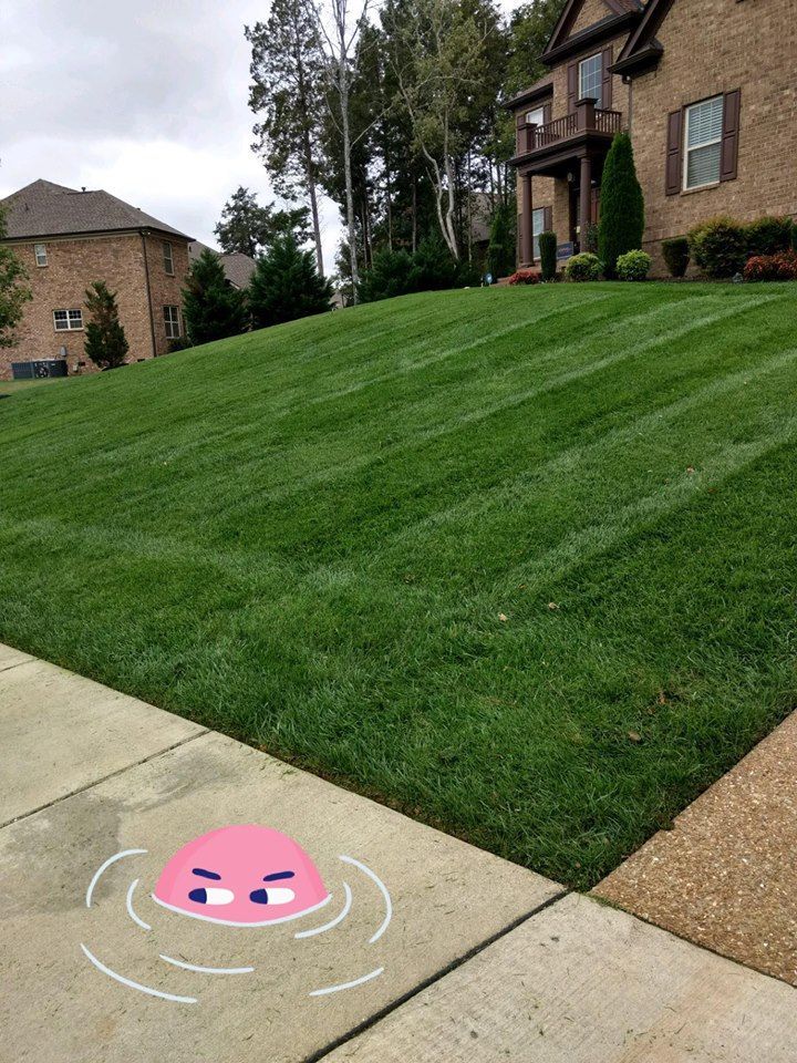 This is one happy customer! This fescue grass is located in Nashville, TN. We have to give the customer credit for trusting us with their lawn and we must give kudos to the lawn specialist, Larry.  WoW!  Its looks great!  #Turfmasterslawncare #manicuredlawn 😊