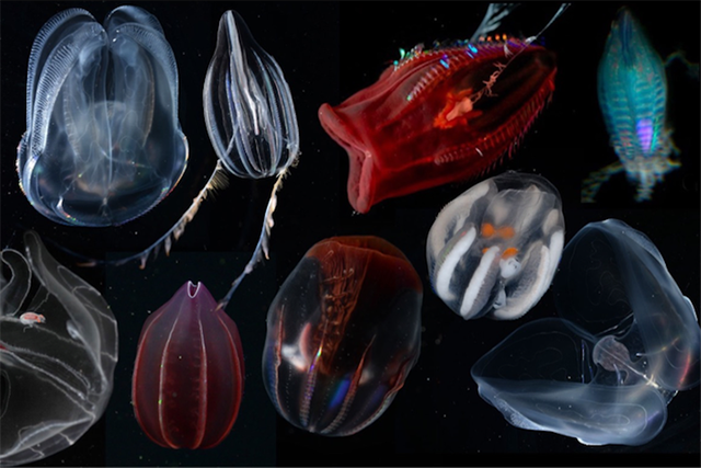 MBARI_News's tweet image. #MBARI scientist @beroe and his colleagues are on an @NSF_GEO funded #DEEPC cruise off Hawaii to study #ctenophore biodiversity and physiology. 
Follow #DEEPCHawaii2018 expedition log: mbari.org/deepc_hawaii_2…